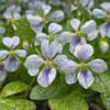 Fiołek motylkowy Freckles -nakrapiane kwiaty Viola sororia 'Dark Freckles' 1