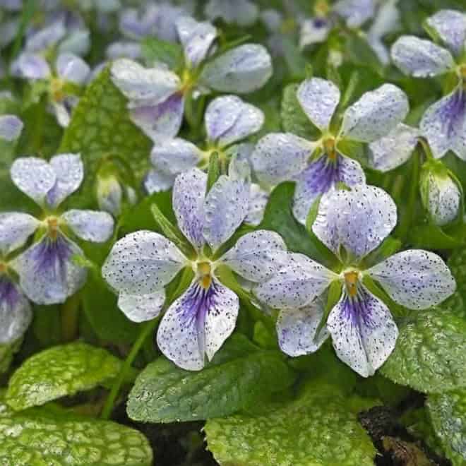 Fiołek motylkowy Freckles -nakrapiane kwiaty Viola sororia 'Dark Freckles' 1