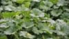 Żurawka Heuchera Schneewittchen - Białe kwiaty, zielone liście Heuchera Schneewittchen 1