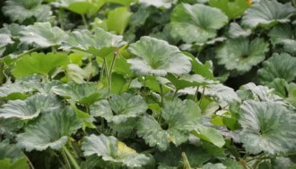 Żurawka Heuchera Schneewittchen - Białe kwiaty, zielone liście Heuchera Schneewittchen 1