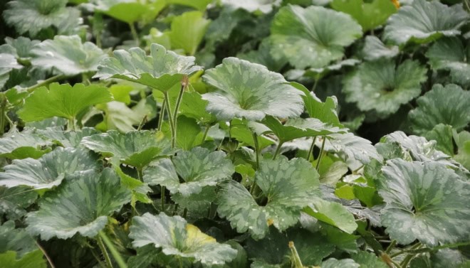 Żurawka Heuchera Schneewittchen - Białe kwiaty, zielone liście Heuchera Schneewittchen 1