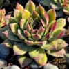 Rojnik Tesoro Zielono-czerwony Sempervirum Tesoro Zielono 4