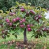 Jabłoń MALINOWA OBERLANDZKA - NAJCZERWIEŃSZA Malus MALINOWA OBERLANDZKA 5