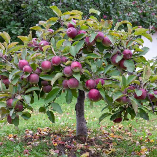 Jabłoń MALINOWA OBERLANDZKA - NAJCZERWIEŃSZA Malus MALINOWA OBERLANDZKA 5