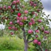 Jabłoń MALINOWA OBERLANDZKA - NAJCZERWIEŃSZA Malus MALINOWA OBERLANDZKA 4