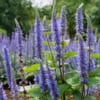 Kłosowiec Blue Fortune - długie niebieskie kwiatostany Agastache scrophularifolia 'Blue fortune' 5