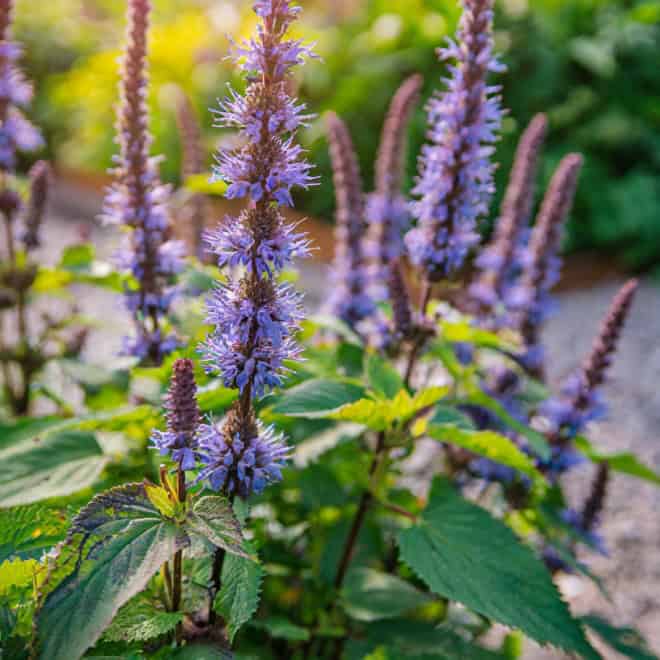 Kłosowiec Blue Fortune - długie niebieskie kwiatostany Agastache scrophularifolia 'Blue fortune' 4