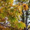 Kasztan Jadalny - SADZONKA DRZEWA Castanea sativa 9