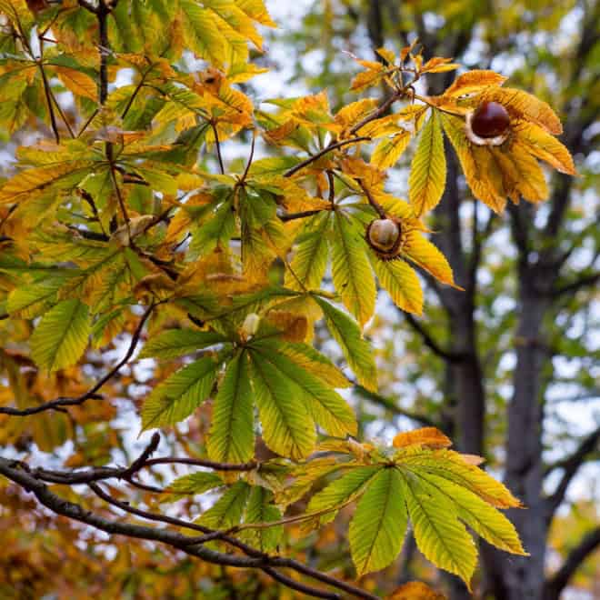 Kasztan Jadalny - SADZONKA DRZEWA Castanea sativa 9