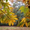 Kasztan Jadalny - SADZONKA DRZEWA Castanea sativa 8