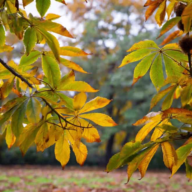 Kasztan Jadalny - SADZONKA DRZEWA Castanea sativa 8