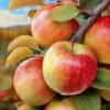 Jabłoń SZAMPION - owoce na następny rok! Malus Szampion 7
