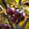 Jabłoń MALINOWA OBERLANDZKA - NAJCZERWIEŃSZA Malus MALINOWA OBERLANDZKA 7