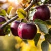 Jabłoń MALINOWA OBERLANDZKA - NAJCZERWIEŃSZA Malus MALINOWA OBERLANDZKA 6