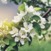 Jabłoń LOBO - jesienna i deserowa odmiana Jabłoni! Malus LOBO 2