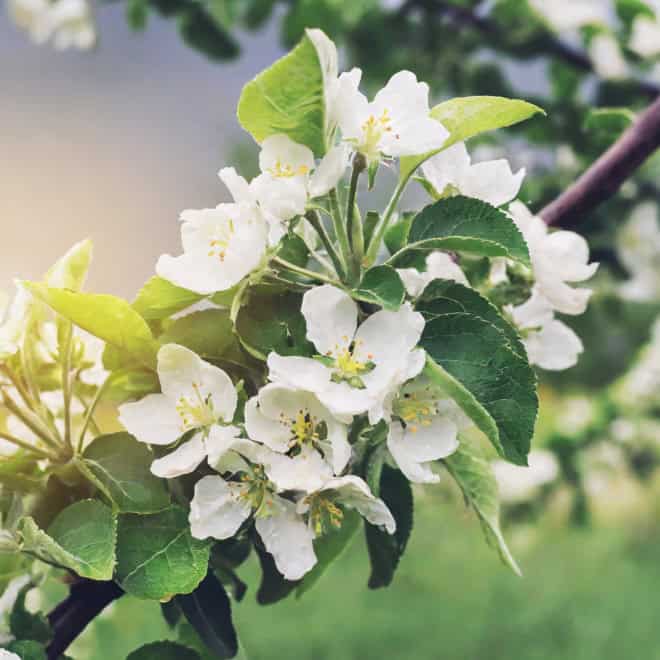 Jabłoń LOBO - jesienna i deserowa odmiana Jabłoni! Malus LOBO 2