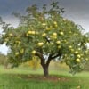 Jabłoń OLIWKA - papierówka - wczesne owoce Malus domestica Oliwka 9