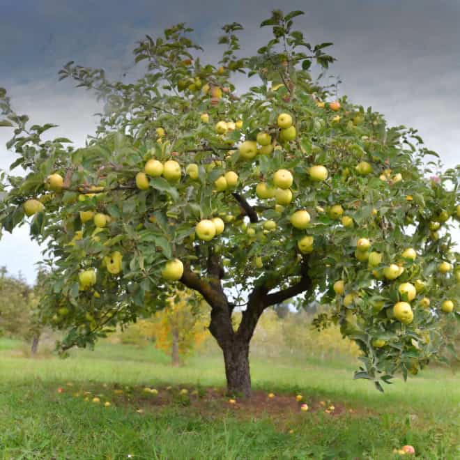Jabłoń OLIWKA - papierówka - wczesne owoce Malus domestica Oliwka 9