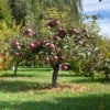 Jabłoń MALINOWA OBERLANDZKA - NAJCZERWIEŃSZA Malus MALINOWA OBERLANDZKA 3