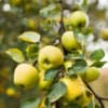 Jabłoń OLIWKA - papierówka - wczesne owoce Malus domestica Oliwka 5