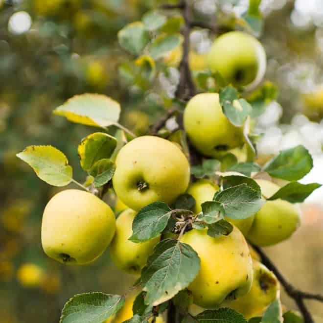 Jabłoń OLIWKA - papierówka - wczesne owoce Malus domestica Oliwka 5