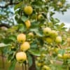 Jabłoń ANTONÓWKA - stara i wczesna odmiana! Malus ANTONÓWKA 4
