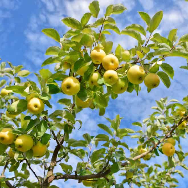 Jabłoń OLIWKA - papierówka - wczesne owoce Malus domestica Oliwka 6