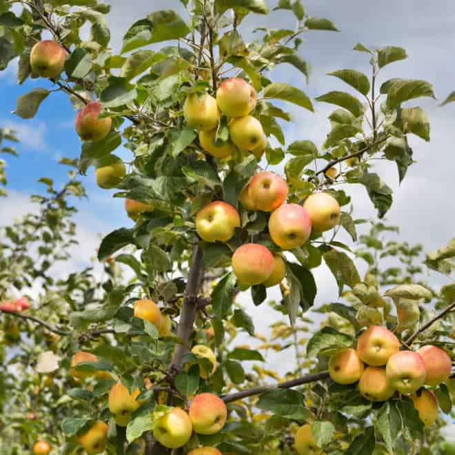 Jabłoń KOKSA POMARAŃCZOWA - bardzo słodka - kopana z gruntu Jabłoń KOKSA POMARAŃCZOWA 5