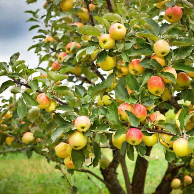 Jabłoń KOKSA POMARAŃCZOWA - bardzo słodka - kopana z gruntu Jabłoń KOKSA POMARAŃCZOWA 6
