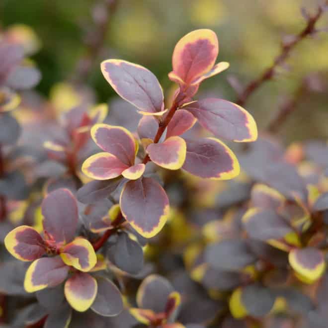 Berberys Thunberga Admiration - czerwony kulisty Berberis Thunbergii 'Admiration' 7