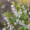 Jagoda kamczacka DUET - Soczyste i zdrowe owoce Lonicera caerulea L. var. kamtschatica 'DUET ' 4