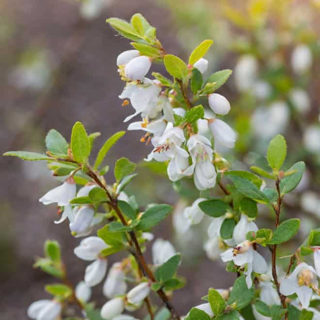 Jagoda kamczacka DUET - Soczyste i zdrowe owoce Lonicera caerulea L. var. kamtschatica 'DUET ' 4