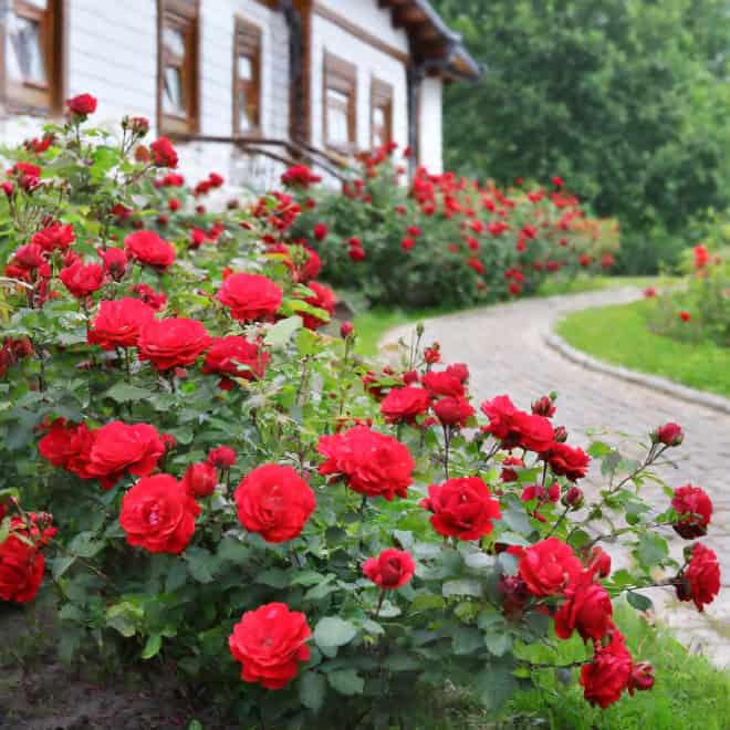 Róża pnąca SALSA Rosa 'Salsa' 4