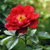 Róża pnąca SALSA Rosa 'Salsa' 5