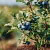 Borówka amerykańska DARROW - NAJSŁODSZA ODMIANA Vaccinium corymbosum 'DARROW ' 6