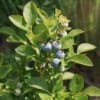 Borówka amerykańska BLUEJAY - Wytrzymała i odporna odmiana Vaccinium corymbosum 'BLUEJAY' 2