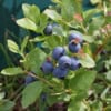 Borówka amerykańska DARROW - NAJSŁODSZA ODMIANA Vaccinium corymbosum 'DARROW ' 8