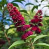 Budleja Dawida Motyli krzew Miss Ruby -Różowa Budleii davidii 'Miss ruby' 4