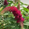 Budleja Dawida Motyli krzew Miss Ruby -Różowa Budleii davidii 'Miss ruby' 3