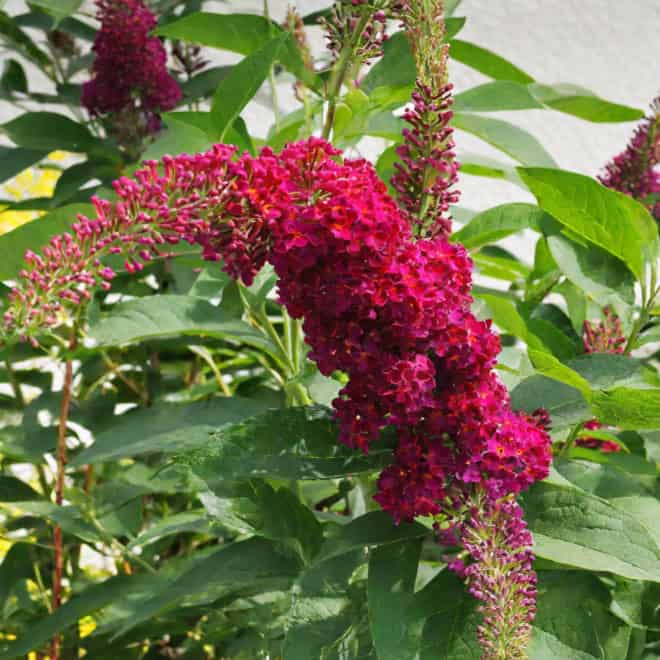 Budleja Dawida Motyli krzew Miss Ruby -Różowa Budleii davidii 'Miss ruby' 3