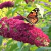 Budleja Dawida Motyli krzew Royal Red -Czerwona Budleii davidii 'Royal red' 4