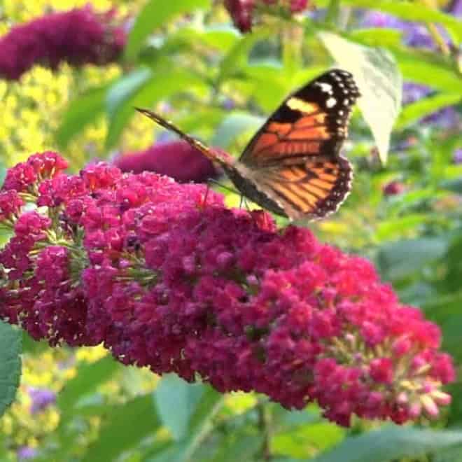 Budleja Dawida Motyli krzew Royal Red -Czerwona Budleii davidii 'Royal red' 4