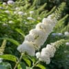 Budleja Dawida Motyli krzew White Profusion - Biała Budleii davidii 'White profusion' 6
