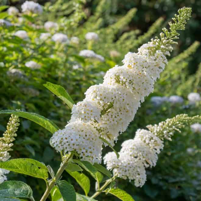 Budleja Dawida Motyli krzew White Profusion - Biała Budleii davidii 'White profusion' 6