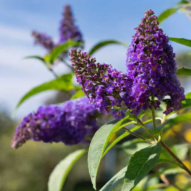Budleja Dawida /Motyli krzew BLACK KNIGHT -Fioletowa Budleii davidii 'Black Knight' 5