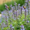Kocimiętka Fassena Neptune - ODMIANA Z WIĘKSZYMI LIŚĆMI Nepeta Faassenii 'Neptune' 6