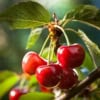 Wiśnia KELLERIS - Samopylna Prunus cerasus KELLERIS 4