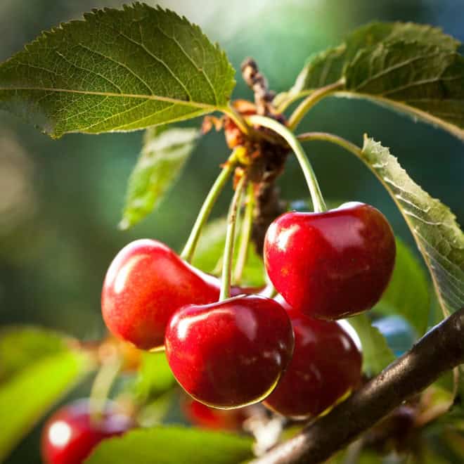 Wiśnia KELLERIS - Samopylna Prunus cerasus KELLERIS 4