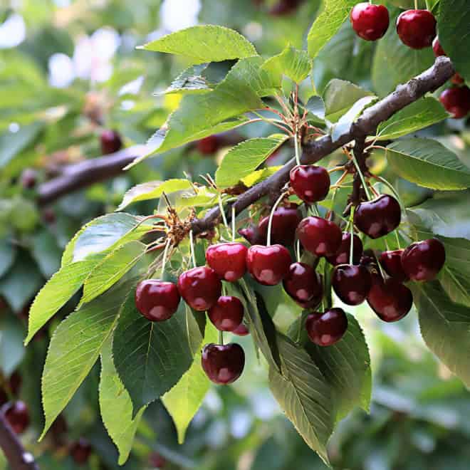 Wiśnia KELLERIS - Samopylna Prunus cerasus KELLERIS 5
