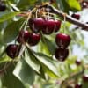 Wiśnia KELLERIS - Samopylna Prunus cerasus KELLERIS 2